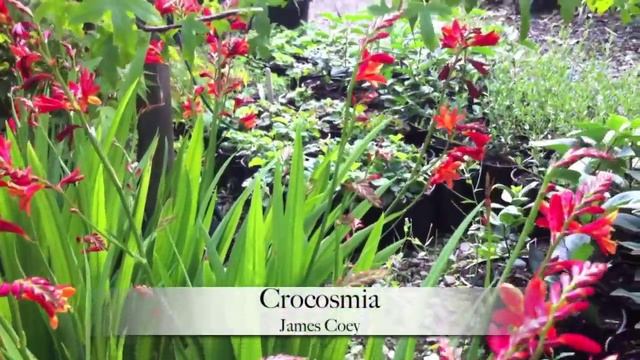 Crocosmias