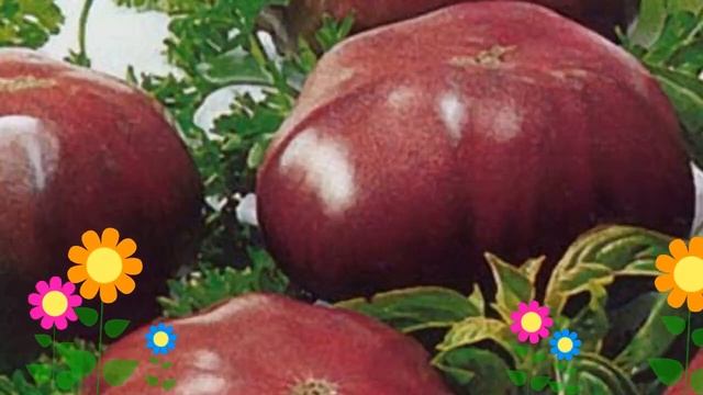 Томат обыкновенный Черный слон. Краткий обзор, описание характеристик, где купить саженцы, семена смотреть онлайн