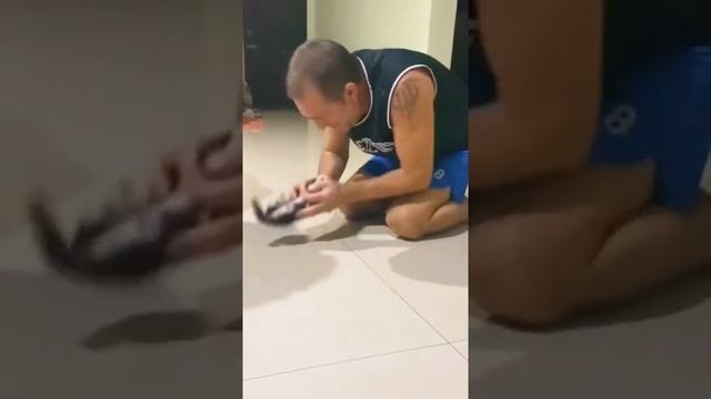 игра с котёнком смотреть онлайн