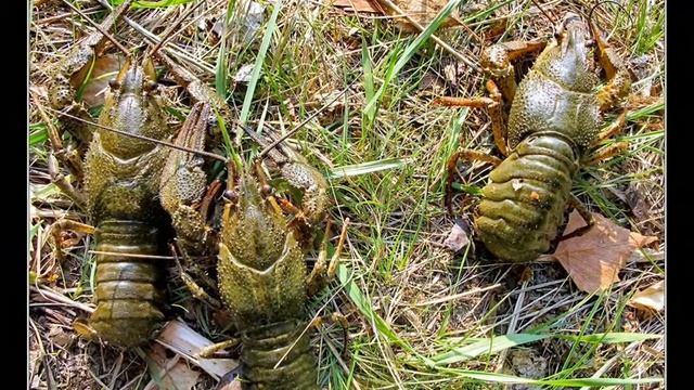 Сейм...река длиною в лето. смотреть онлайн