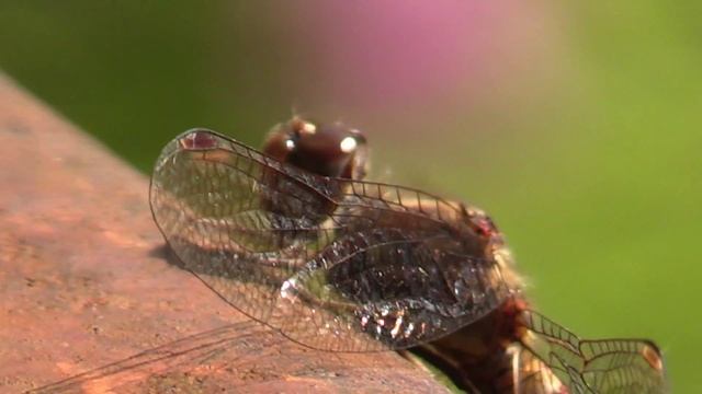 Canon hf g30 my first video of a dragonflie смотреть онлайн