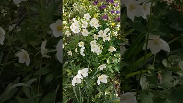 Анемона лесная / Ветреница смотреть онлайн