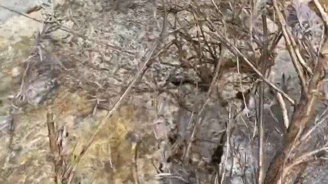 Pruning Lavender That Has Gone Woody смотреть онлайн