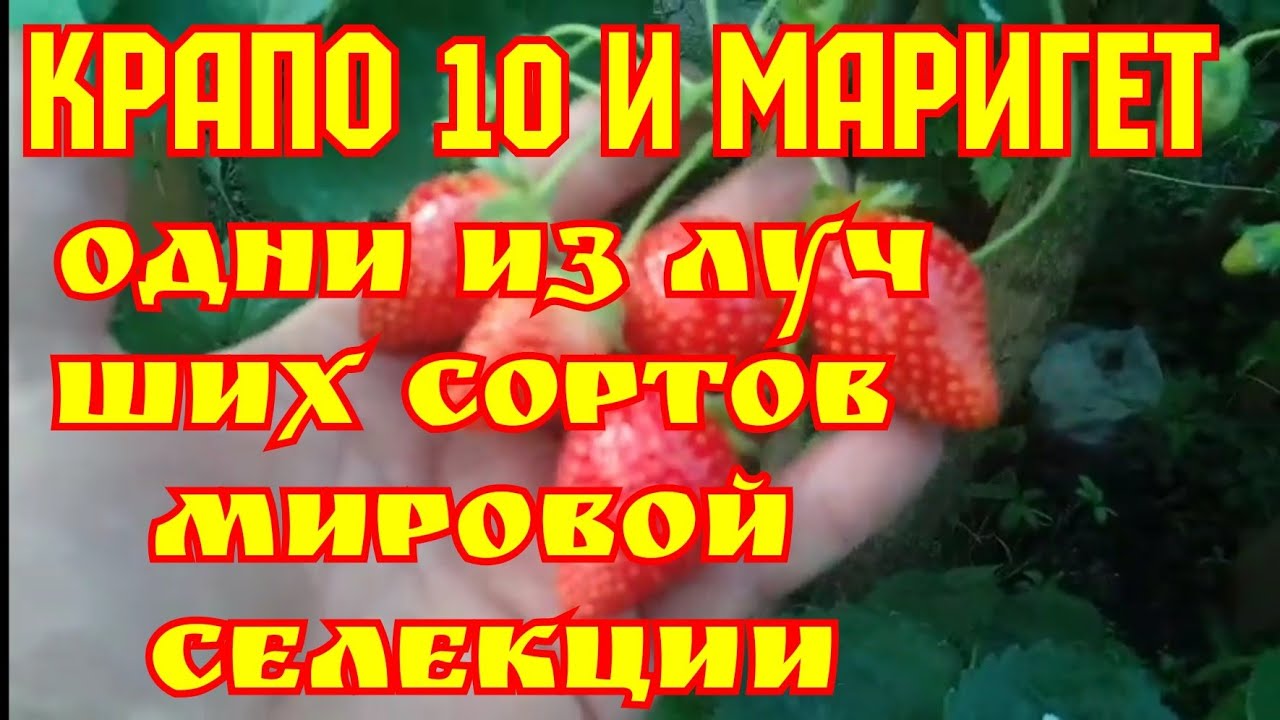 Клубника КРАПО 10, и МАРИГЕТ, обзор сортов смотреть онлайн