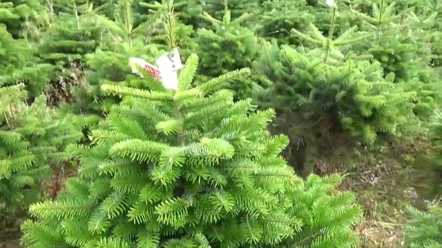 16758 Пихта Нордмана срезанная смотреть онлайн