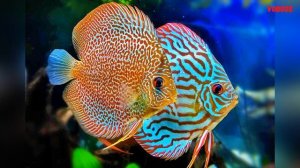 Дискусы - одни из самых красивых аквариумных рыбок Содержание, разведение Дискусов и совместимость