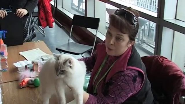 ЮБИЛЕЙНОЕ ШОУ СИБИРСКИХ КОШЕК 2012 / JUBILEE SIBERIAN CAT SHOW 2012 смотреть онлайн