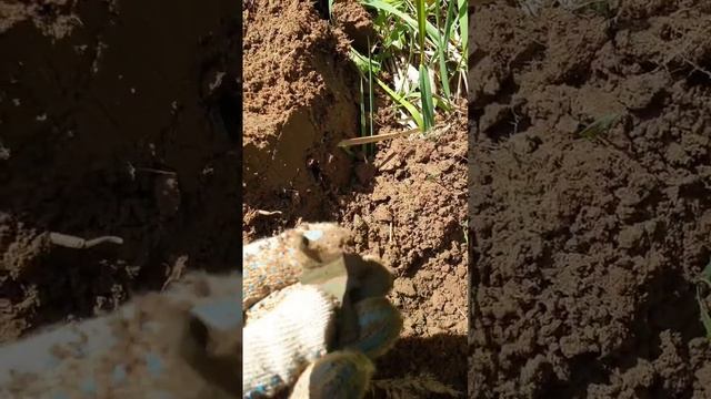 В полях зелёных,что покрыты зеленью)Раскатанный крест(#equinox800 #metaldetecting #deus смотреть онлайн