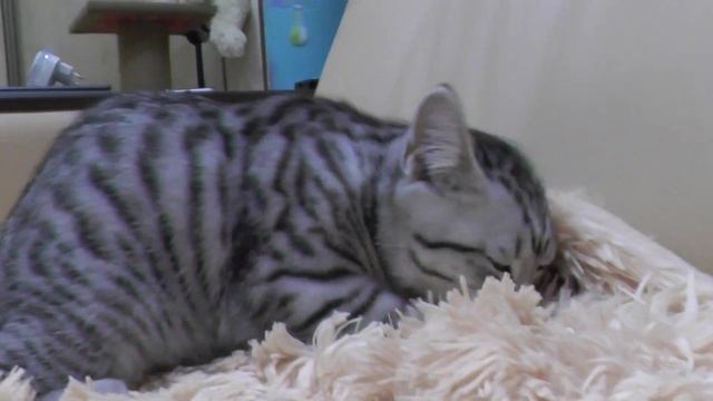 Мурлыкающий котёнок смотреть онлайн