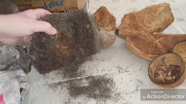 Блоки из корней папоротника от IriS Dominicana ??? смотреть онлайн