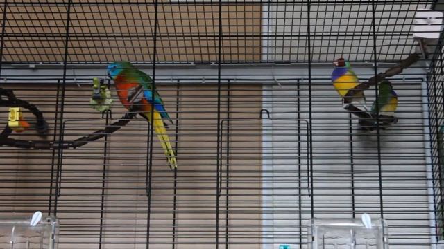 Попугай и амадины, жизнь в семье смотреть онлайн