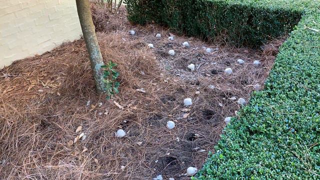 Allium Giganteum! Planting Behind A Boxwood Hedge For An Amazing Show.