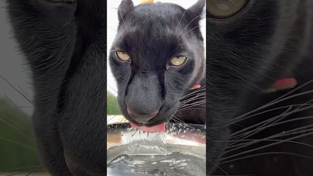 Luna_the_Pantera Луна пантера смотреть онлайн