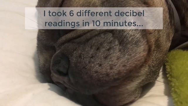 French Bulldog Snores At 63 Decibels Loud