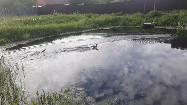 На пруду появилось семейство смотреть онлайн