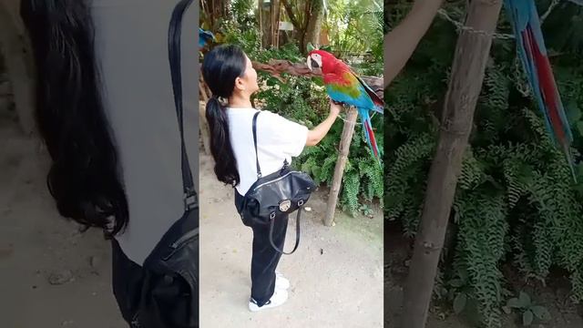 #mongchangcafe #pattaya смотреть онлайн