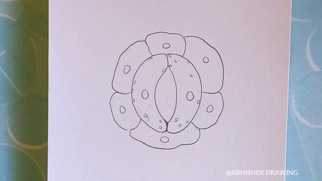 how to Draw Structure of Stomata (Guard Cell) смотреть онлайн
