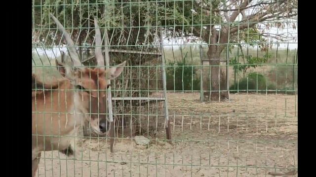 От оленей до баранов. И немного о козлах. Израиль смотреть онлайн