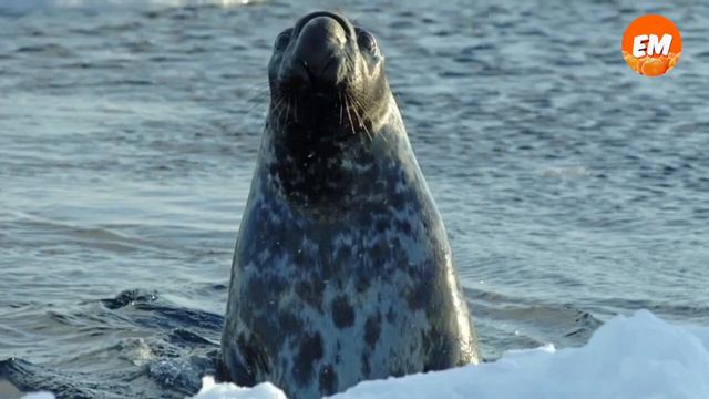 ТОП СТРАННЫХ ЖИВОТНЫХ ПОХОЖИХ НА ВЫМЫСЕЛ, НО ОНИ СУЩЕСТВУЮТ смотреть онлайн