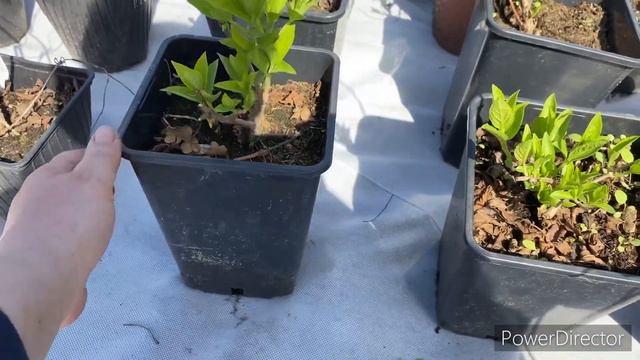 Для заказа гортензии пишите ватсап, вайбер 89991106704 смотреть онлайн