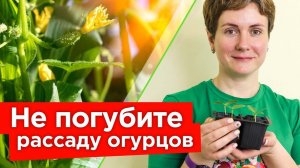ВЗОШЛИ ОГУРЦЫ? Вот что нужно сделать сразу, чтобы не испортить рассаду огурцов