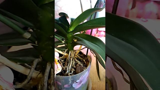 Орхидеи, уход смотреть онлайн