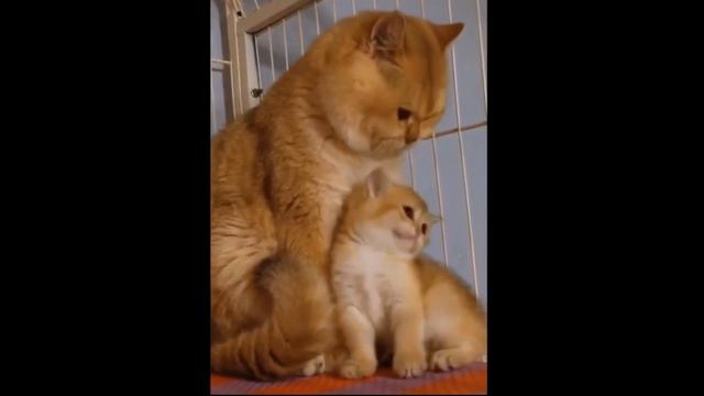 😍Котики и Собачки Котята и Щенки.Смешные и милые видео 2021.# 13. смотреть онлайн