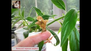 Колумнея. Размножение черенком.