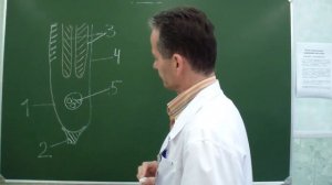 Строение пахового канала. Пластика по Мартынову