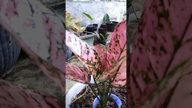 🔴AGLONEMA LADY VALENTINE‼️‼️ смотреть онлайн