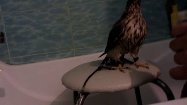 Дербник(Falco columbarius) смотреть онлайн