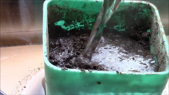 Семена кабачков проросли. Как посадить на рассаду семена декоративных кабачков? смотреть онлайн