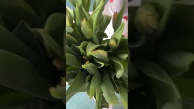 Почему цветы зелёные? Я хотела розовые??? смотреть онлайн