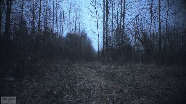 Twilight in the forest / Сумерки в лесу смотреть онлайн