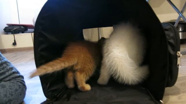 Шотландские вислоухие котята знакомятся смотреть онлайн