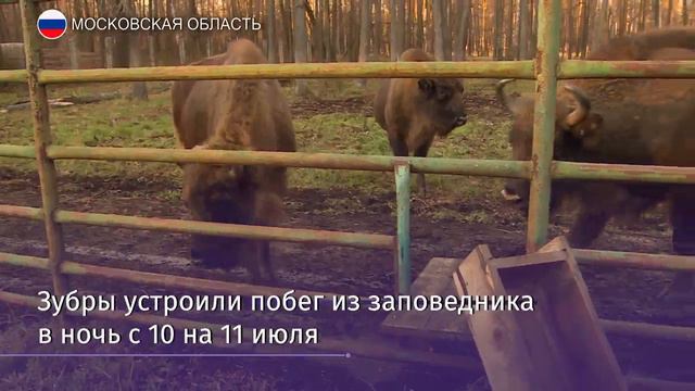 Блудных зубров в подмосковном заповеднике выпустили из карантина смотреть онлайн