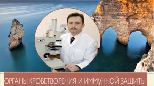 Лекция - Органы кроветворения и иммунной защиты -доцент Лугин И.А.