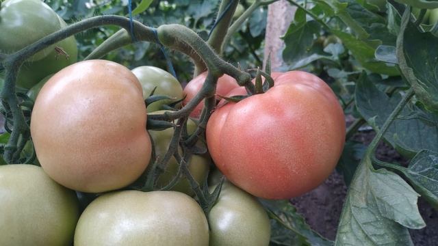 Томат "Пинк Буш" 2 месяца после посадки смотреть онлайн