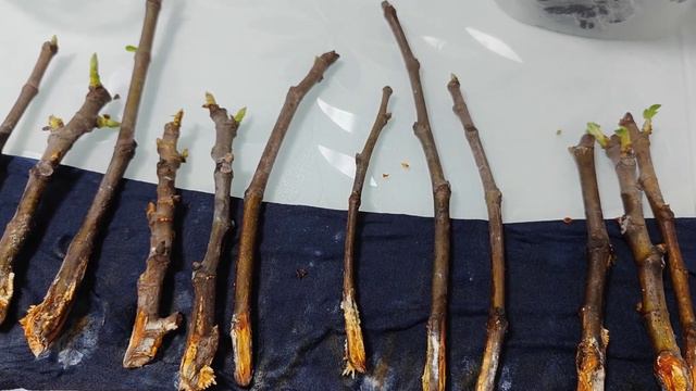 Инжир. Лёгкий способ укоренить черенки инжира. Как укоренить инжир. смотреть онлайн