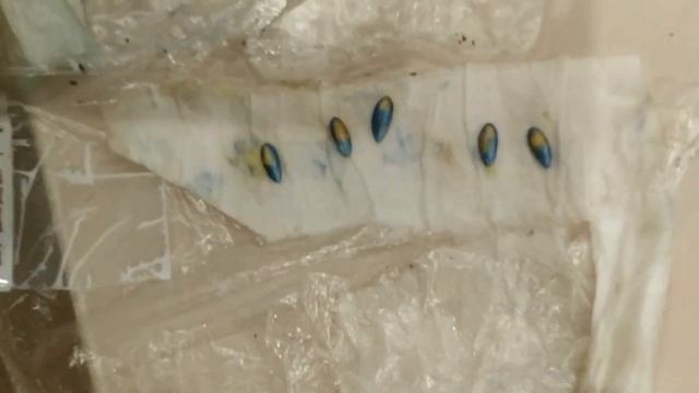 Почему не прорастают арбуз и дыня / Арбуз Кай, Марбл, Топ Ган, Айваз, Сады Азии смотреть онлайн