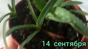 почернели листья алоэ Вера почему что делать?