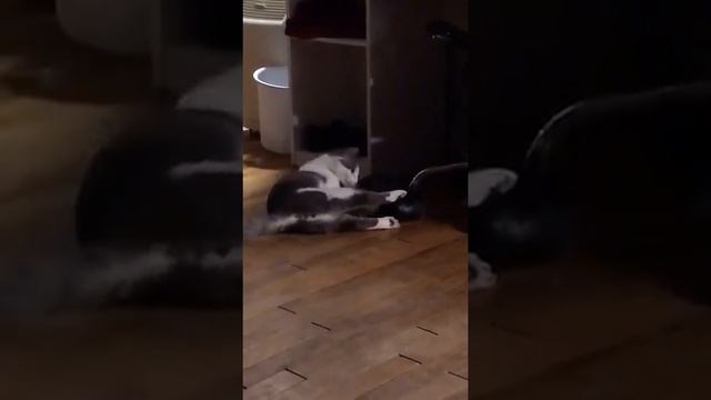 Игрушка для домашних животных https://2my.site/J91iWcm смотреть онлайн