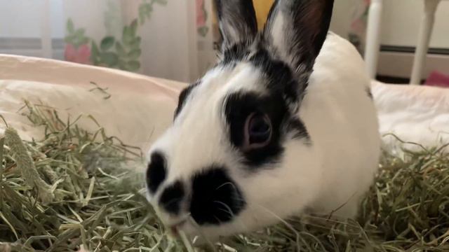 Have lunch with me 🐰☀️☀️🤩 смотреть онлайн