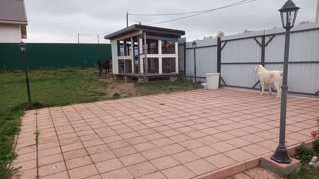 Алабай охраняет смотреть онлайн