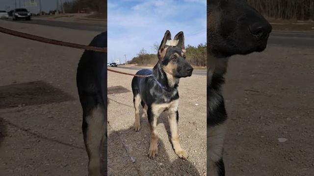 Девочка нашего разведения СБ "Владычица Морская" здесь ей 4.5 месяца, Дочь нашей Альфы и Асгарда. смотреть онлайн