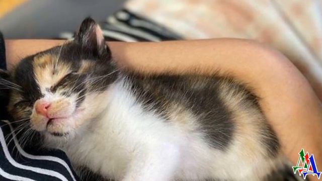 Из кустов выглядывали два крохотных КОТЁНКА, они могли погибнуть от голода и холода, но… смотреть онлайн