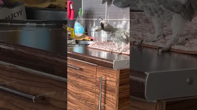 Крупный попугай Жако играет и пытается говорить. Жако пьет чай смотреть онлайн
