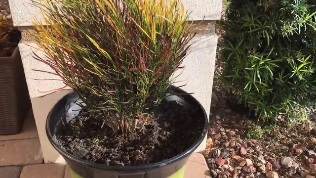 Picasso's Paint Brush Croton