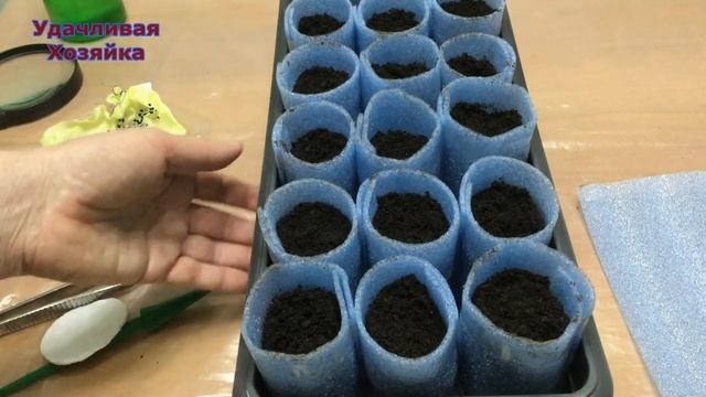 Лук порей.Какой способ посева лука лучше?Начинаю эксперимент!Часть2