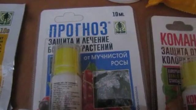 Уход за розами: как избавиться от тли, мучнистой росы, трипсов и пр. смотреть онлайн